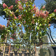 Hydrangea pan. Pinky Winky 150-175 cm cont. 70L meerstammig