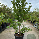 Magnolia loebneri 'Leonard Messel' 175-200 cm cont. 70L meerstammig