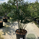 Osmanthus burkwoodii 150-175 cm cont. 110L meerstammig