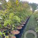 Prunus 'The Bride' 175-200 cm cont. 70L meerstammig