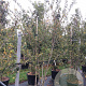 Prunus incisa 'Fujiyama' 175-200 cm cont. 55L meerstammig