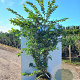 Prunus subh. 'Autumnalis' 200-250 cm cont. 110L meerstammig