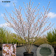 Prunus subh. 'Autumnalis' 250-300 cm cont. 110L meerstammig