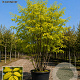Ptelea trifoliata 'Aurea' 250-300 cm cont. 110L meerstammig