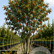 Sorbus aucuparia 200-250 cm cont. 70L meerstammig