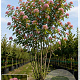 Sorbus commixta 'Carmencita' 175-200 cm cont. 110L meerstammig