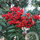 Sorbus commixta 'Carmencita' 250-300 cm cont. 110L meerstammig