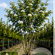 Sorbus commixta 200-250 cm cont. 70L meerstammig