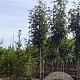 Sorbus scalaris 250-300 cm cont. 180L meerstammig
