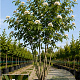 Sorbus scalaris 250-300 cm cont. 180L meerstammig