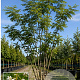 Styphnolobium japonicum 300-350 cm cont. 110L meerstammig