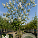Syringa reticulata 'Ivory Silk' 175-200 cm cont. 70L meerstammig
