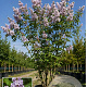 Syringa v. 'Katherine Havemeyer' 150-175 cm cont. 70L meerstammig