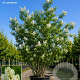 Syringa v. 'Mme Lemoine' 150-175 cm cont. 110L meerstammig