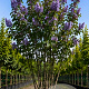 Syringa v. 'Michel Buchner' 150-175 cm cont. 110L meerstammig