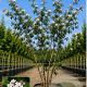 Viburnum burkwoodii 150-175 cm cont. 110L meerstammig