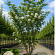 Viburnum opulus 150-175 cm cont. 55L meerstammig