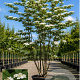 Viburnum plicatum 150-175 cm cont. 110L meerstammig