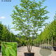 Zelkova serrata 200-250 cm cont. 110L meerstammig