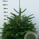 Abies nordmanniana 80-100 cm met kluit
