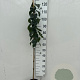 Syringa v. 'Michel Buchner' 100-125 cm 5,0L