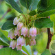 Enkianthus camp. Prettycoat 80-100 cm 30L