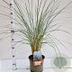 Ammophila arenaria gm 4,0L