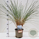 Ammophila arenaria gm 4,0L