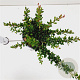 Berberis buxifolia 'Nana' 20-30 cm 2,5L
