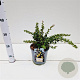 Berberis buxifolia 'Nana' 20-30 cm 2,5L