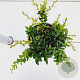 Berberis frikartii 'Amstelveen' 20-30 cm 2,5L