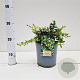 Berberis frikartii 'Amstelveen' 20-30 cm 2,5L