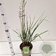 Calamagrostis acut. 'Overdam' gm 4,0L