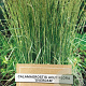 Calamagrostis acut. 'Overdam' gm 4,0L