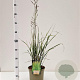 Calamagrostis acut. 'Overdam' gm 4,0L