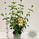 Cornus mas 40-50 cm 10L