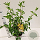 Cornus mas 40-50 cm 10L