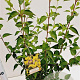 Cornus mas 40-50 cm 10L