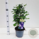 Hibiscus syr. 'Oiseau Bleu' 40-50 cm 3,0L