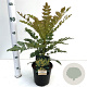 Mahonia media 'Charity' 25-30 cm 2,5L