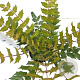 Mahonia media 'Charity' 25-30 cm 2,5L