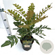 Mahonia media 'Charity' 25-30 cm 2,5L