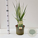 Panicum virgatum 'Northwind' gm 4,0L