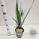 Panicum virgatum 'Northwind' gm 4,0L