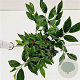Sarcococca hookeriana 20-25 cm 2,0L