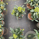 Skimmia confusa 'Kew Green' 20-25 cm 2,0L