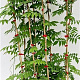 Wisteria flor. 'Honbeni' 100-125 cm rozenpot 2L