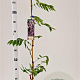 Wisteria flor. 'Issai-naga' 100-125 cm rozenpot 2L