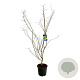 Acer Arctic Jade 175-200 cm 30L extra