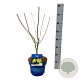 Acer Arctic Jade 50-60 cm 5,0L